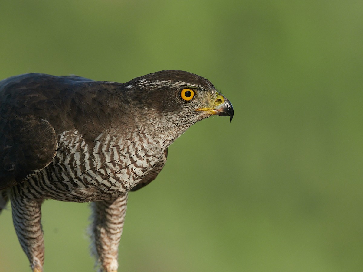 Eurasian Goshawk - ML645391517