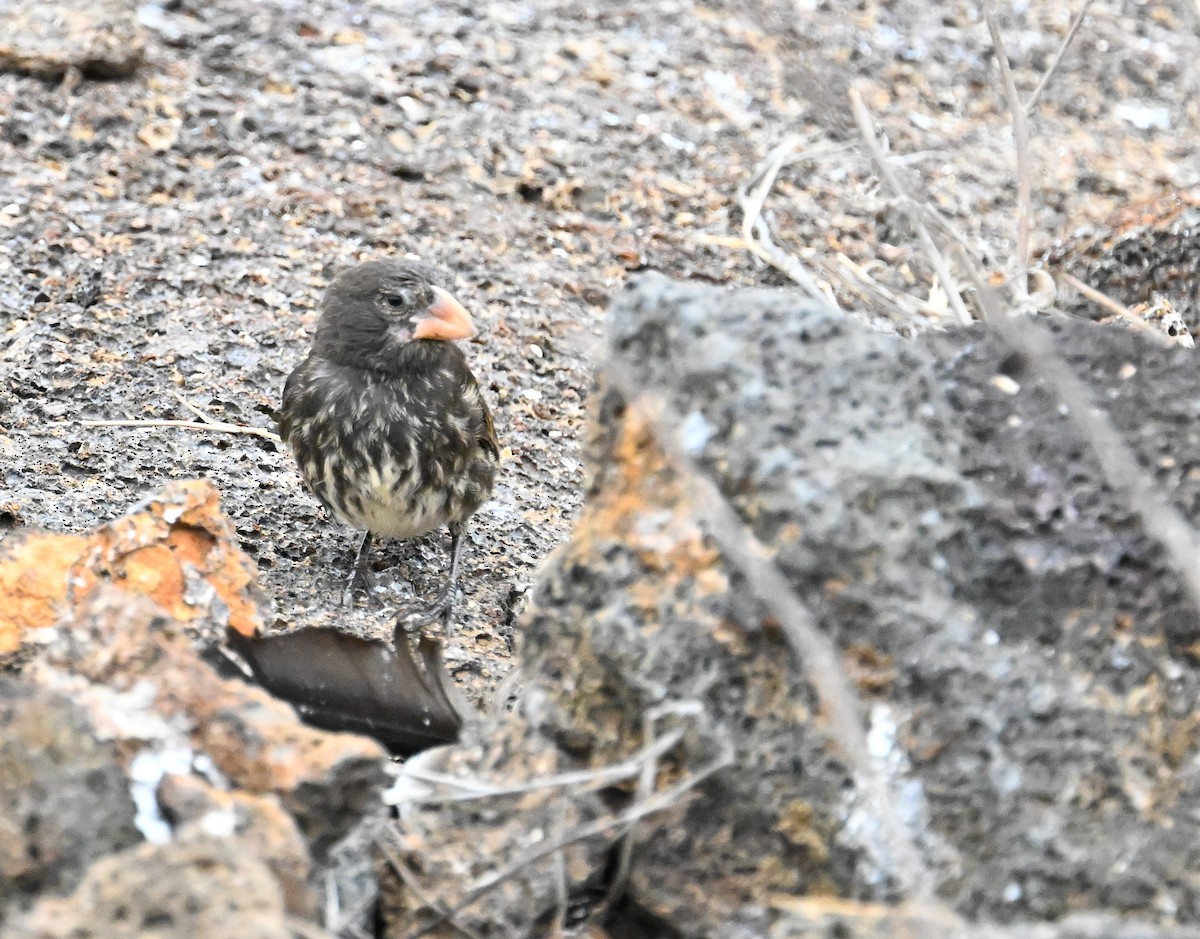 Large Ground-Finch - ML645391532