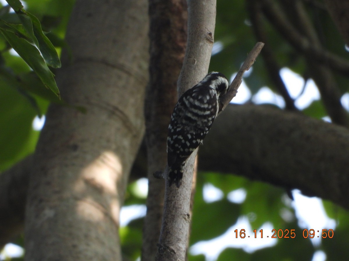 Brown-capped Pygmy Woodpecker - ML645391534
