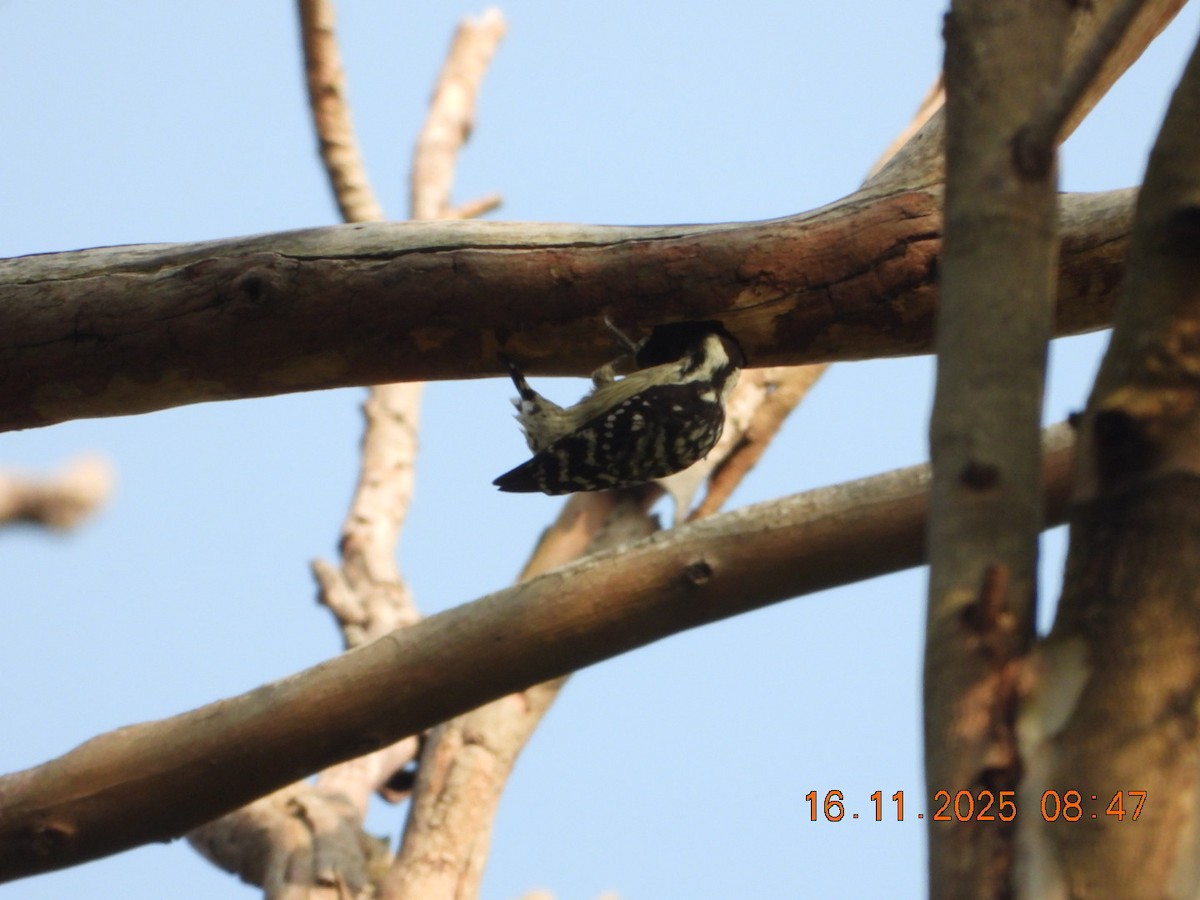 Brown-capped Pygmy Woodpecker - ML645391535