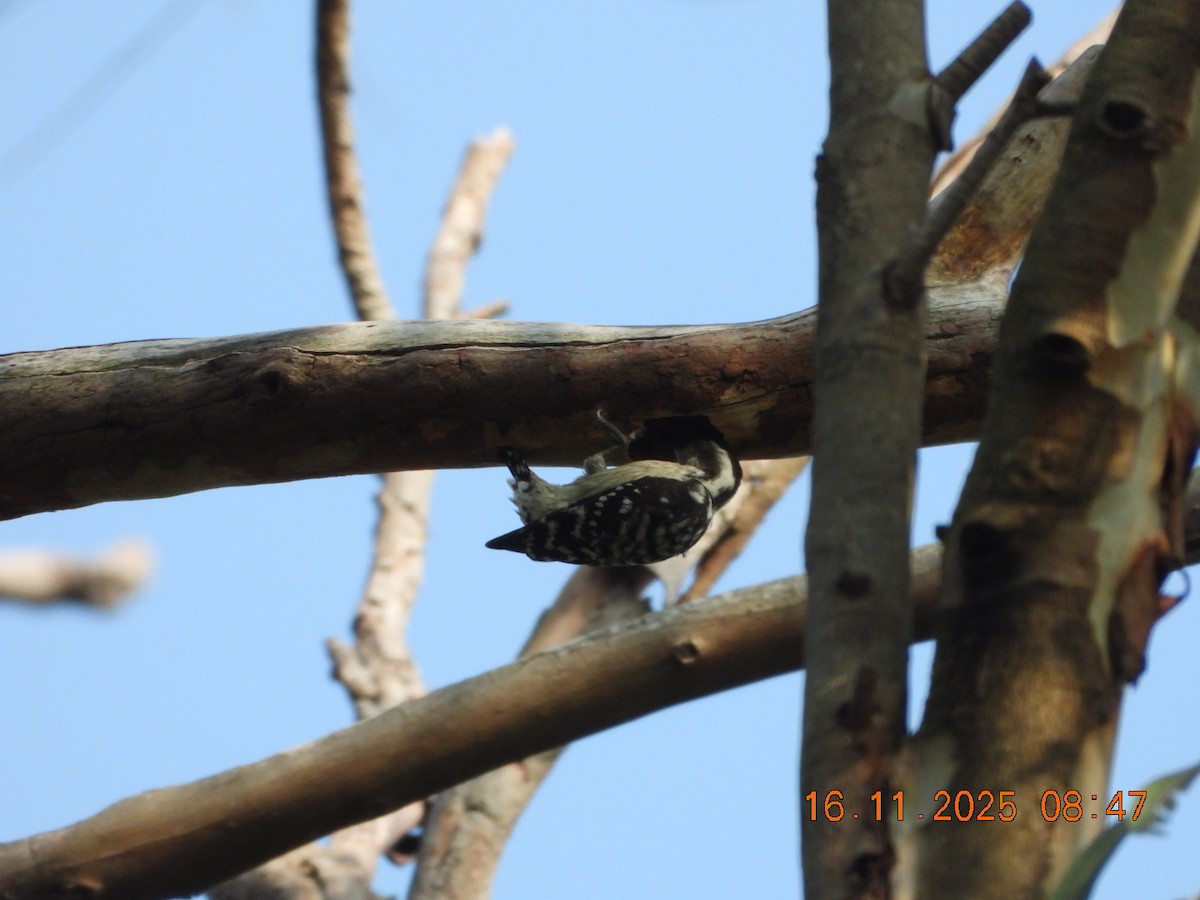Brown-capped Pygmy Woodpecker - ML645391536