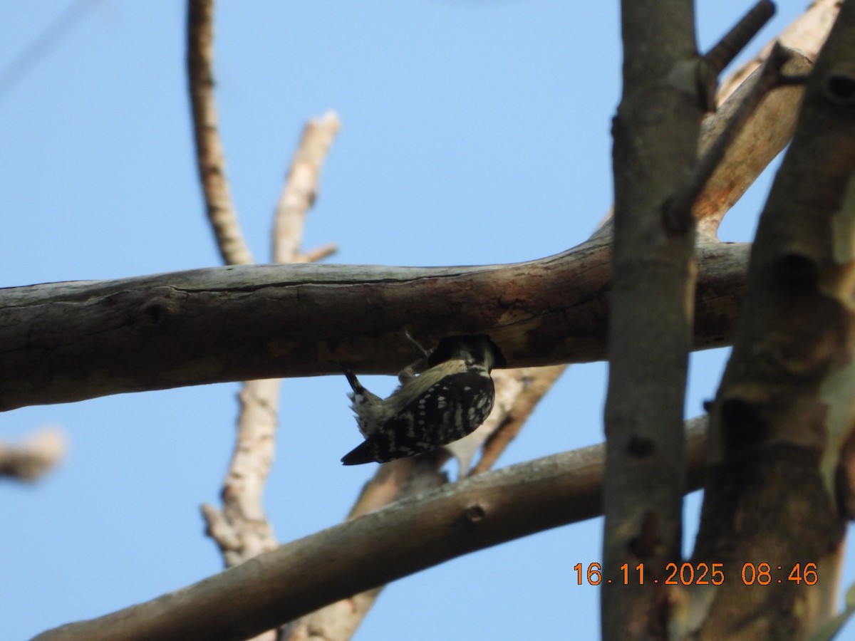 Brown-capped Pygmy Woodpecker - ML645391537
