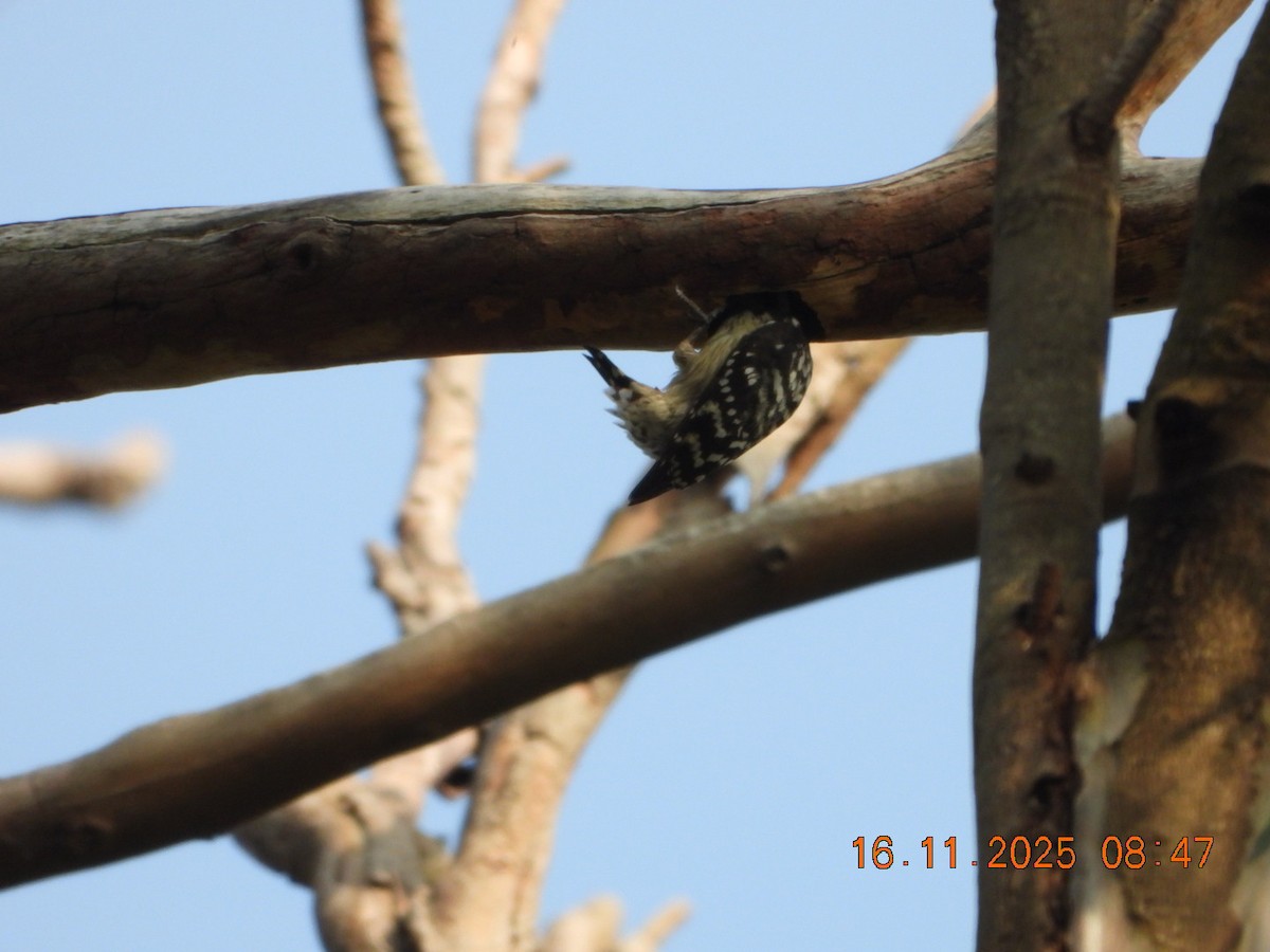 Brown-capped Pygmy Woodpecker - ML645391538
