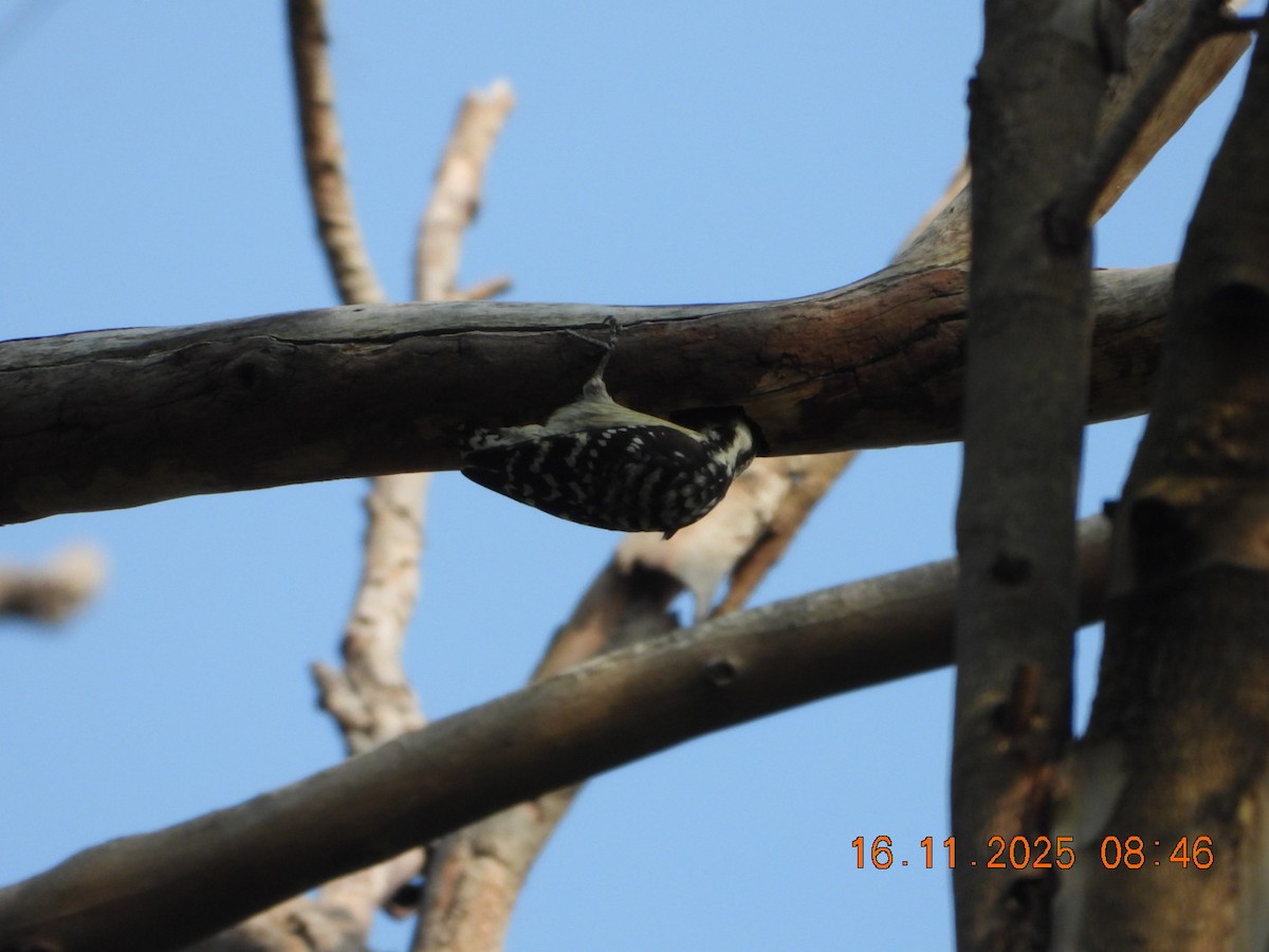 Brown-capped Pygmy Woodpecker - ML645391539