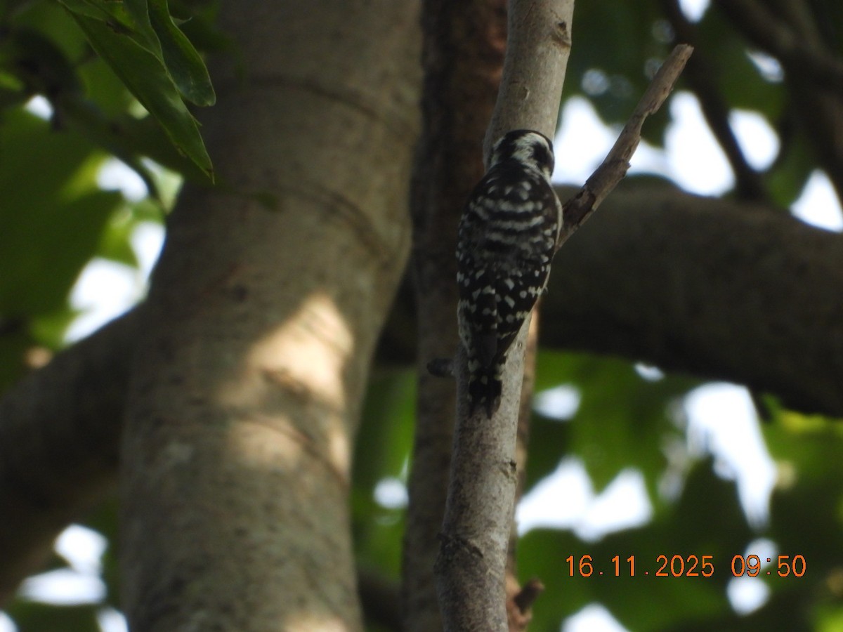 Brown-capped Pygmy Woodpecker - ML645391540