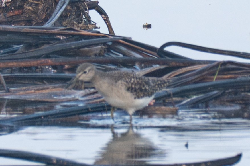 タカブシギ - ML645391542