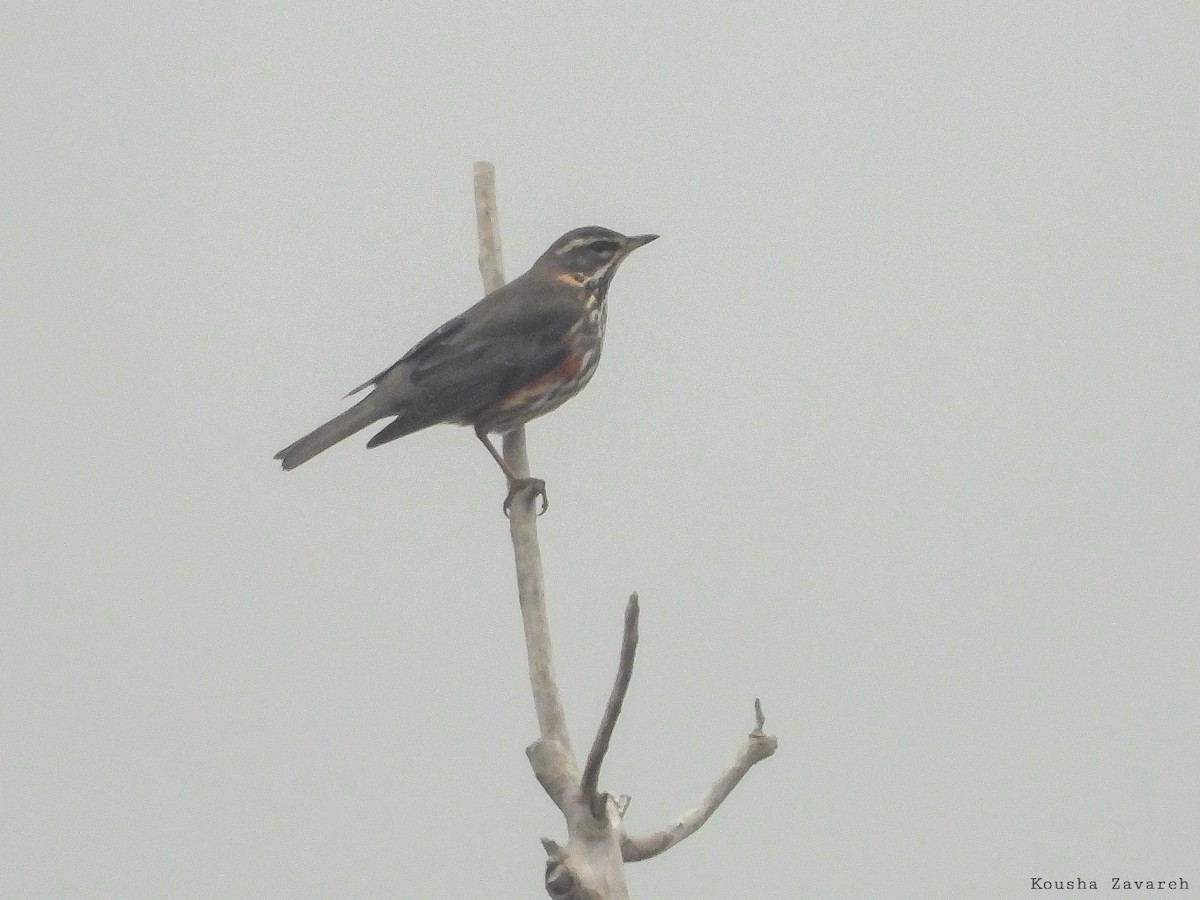Redwing (Eurasian) - ML645391552
