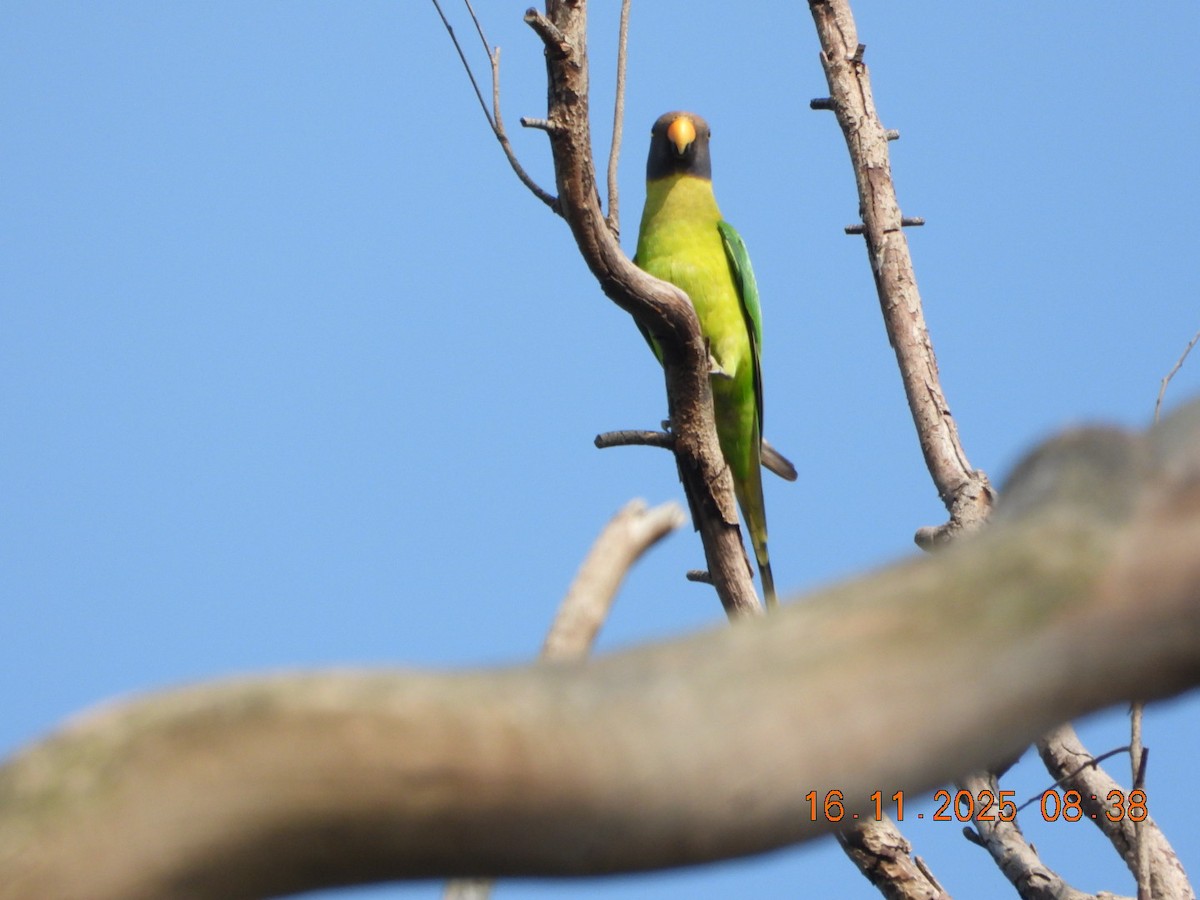 Plum-headed Parakeet - ML645391556