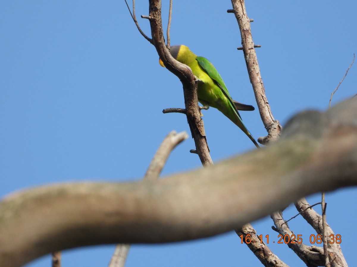 Plum-headed Parakeet - ML645391557