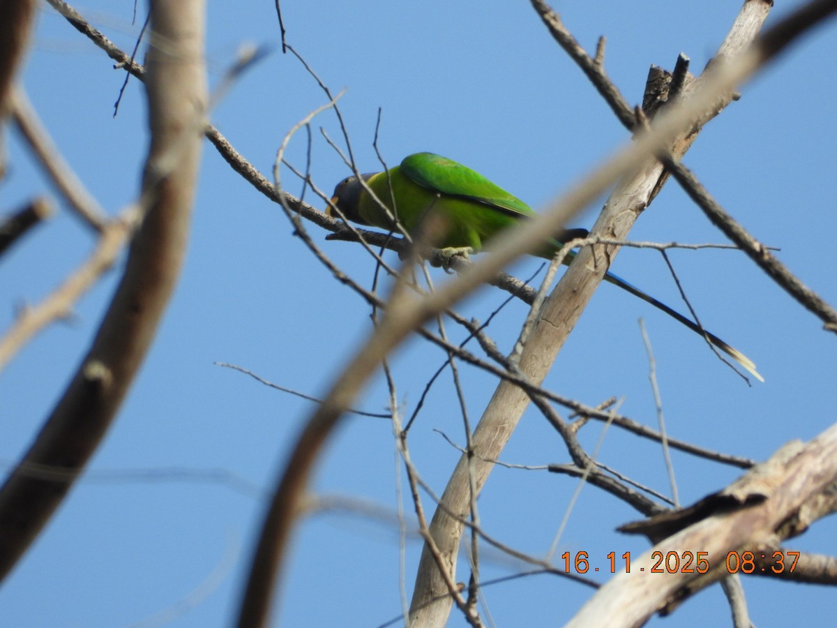 Plum-headed Parakeet - ML645391558