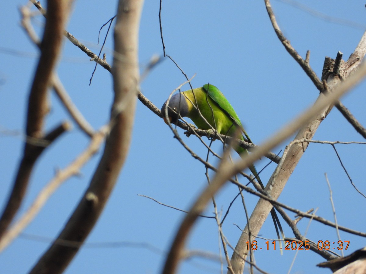 Plum-headed Parakeet - ML645391559
