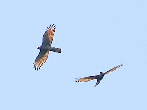 Gray-faced Buzzard - ML645391593