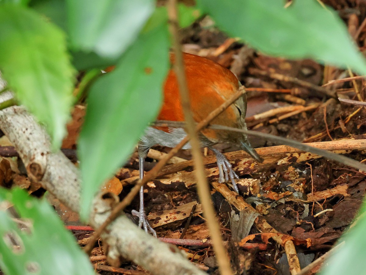 Okinava Bülbülü - ML645391604