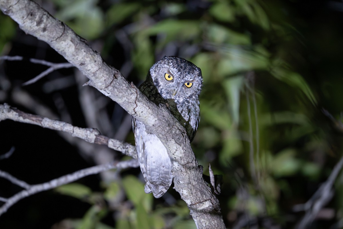 Whiskered Screech-Owl - ML645391608