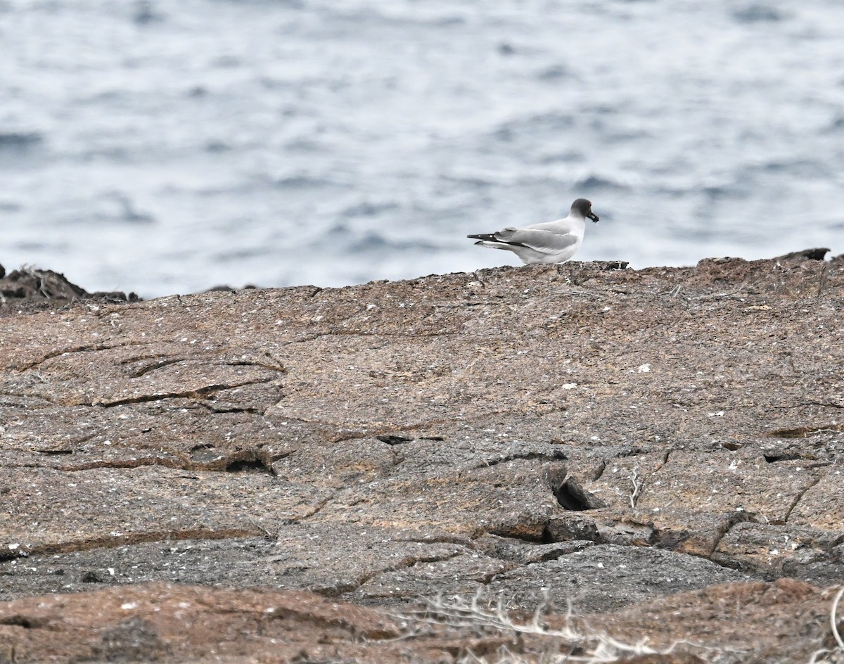 Gaviota Tijereta - ML645391618