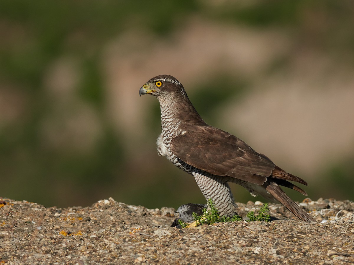Eurasian Goshawk - ML645391626