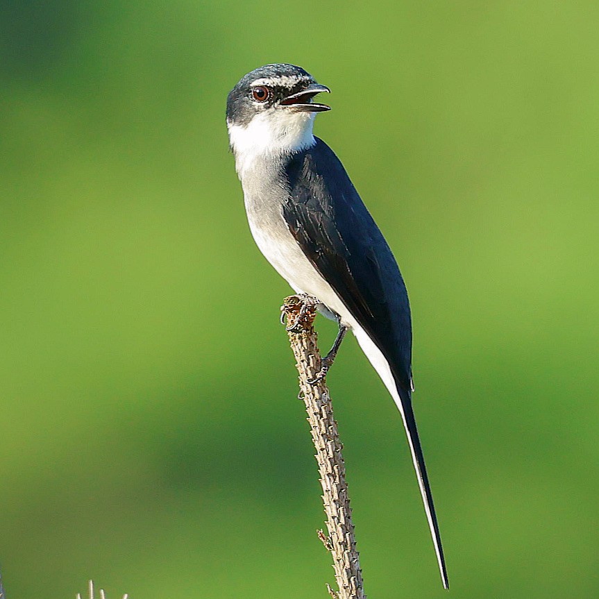 琉球山椒鳥 - ML645391637