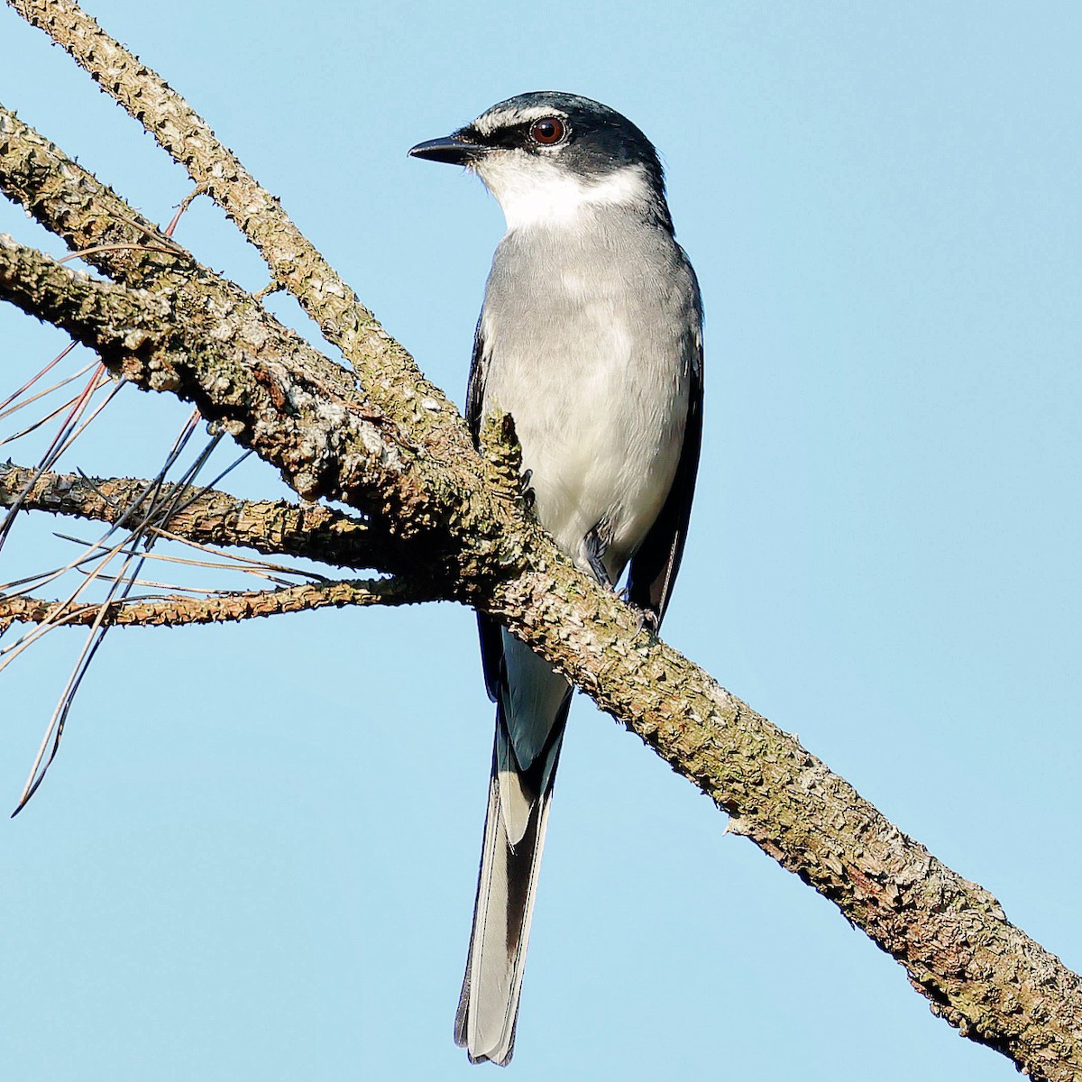 琉球山椒鳥 - ML645391638