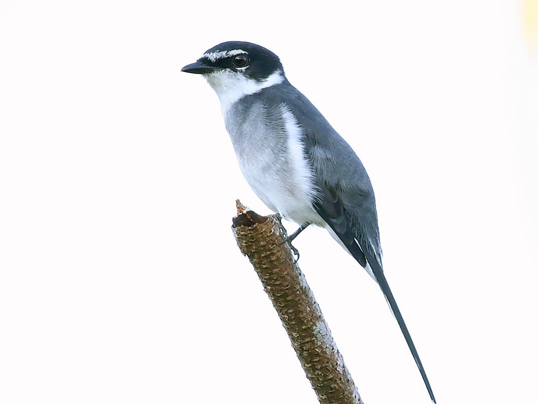 琉球山椒鳥 - ML645391639