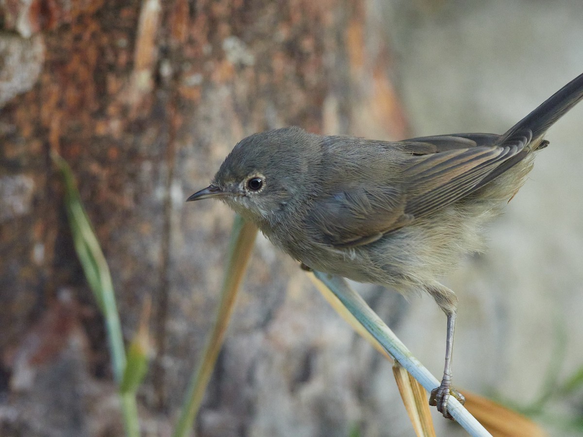 Western Subalpine Warbler - ML645391642