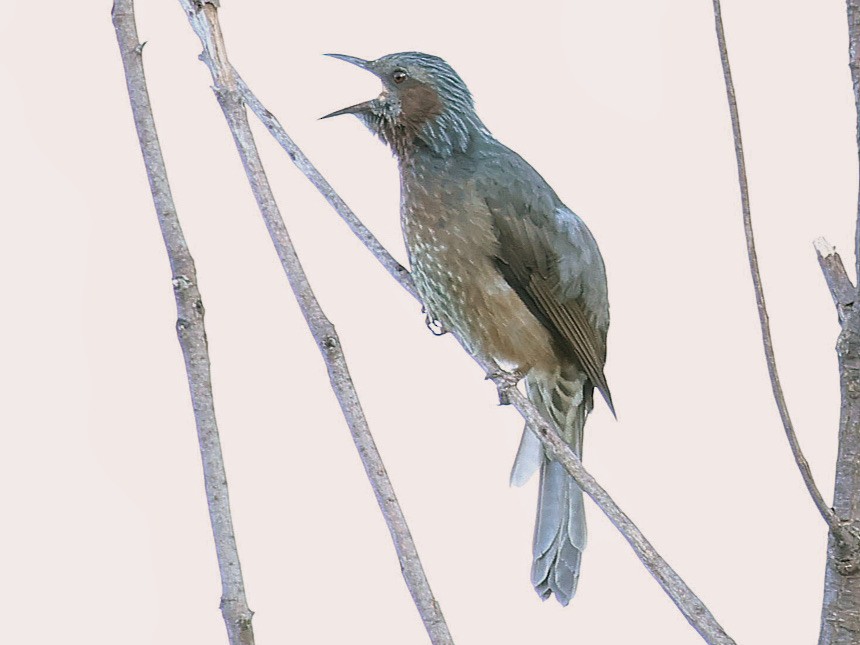 棕耳鵯 - ML645391644