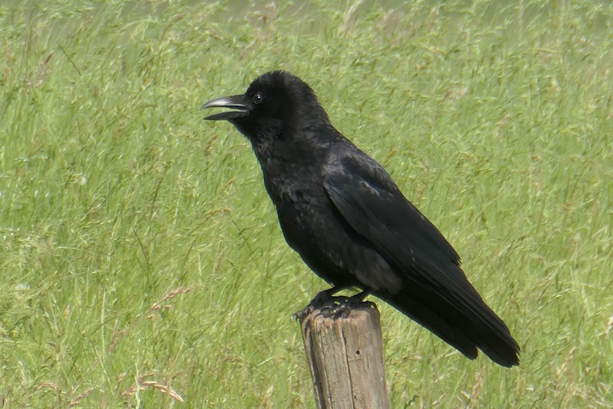 Carrion Crow - ML645391648