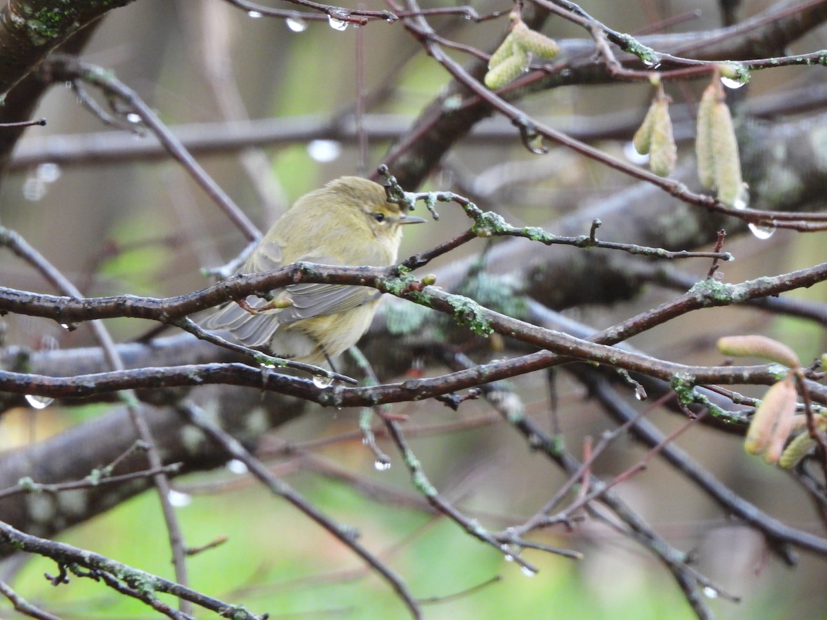 Common Chiffchaff - ML645391655