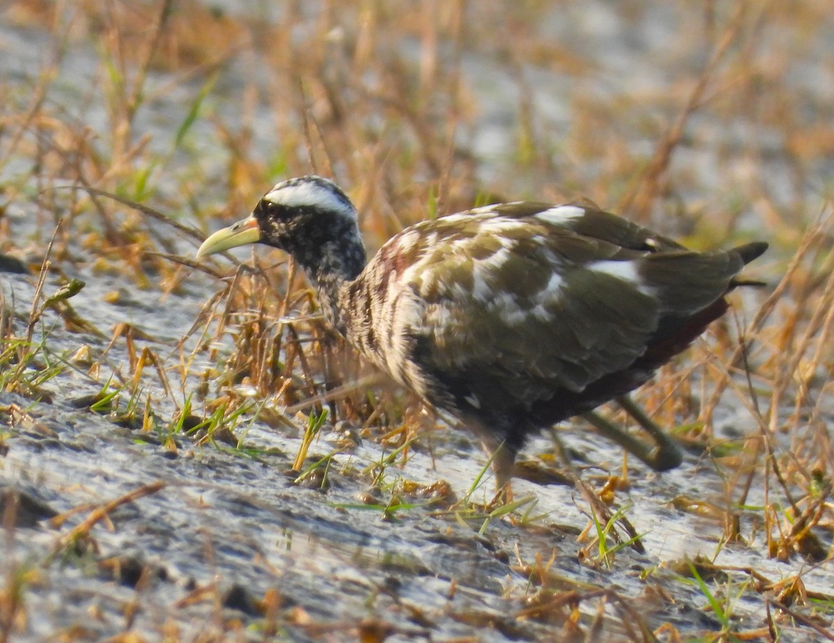 Бронзовокрылая якана - ML645391670