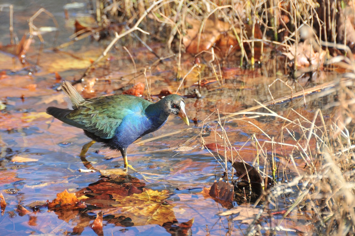 Малая султанка - ML645391684