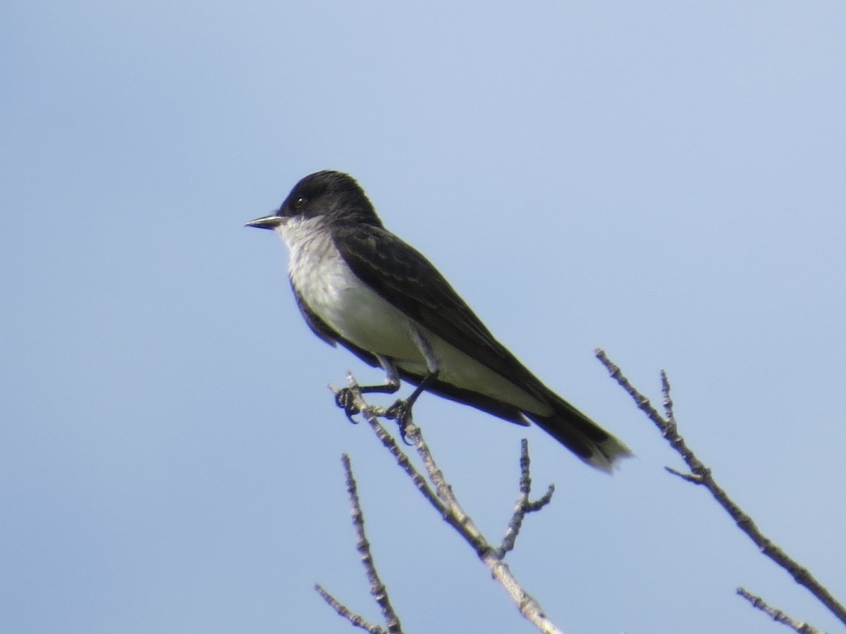 Tirano Oriental - ML645391685