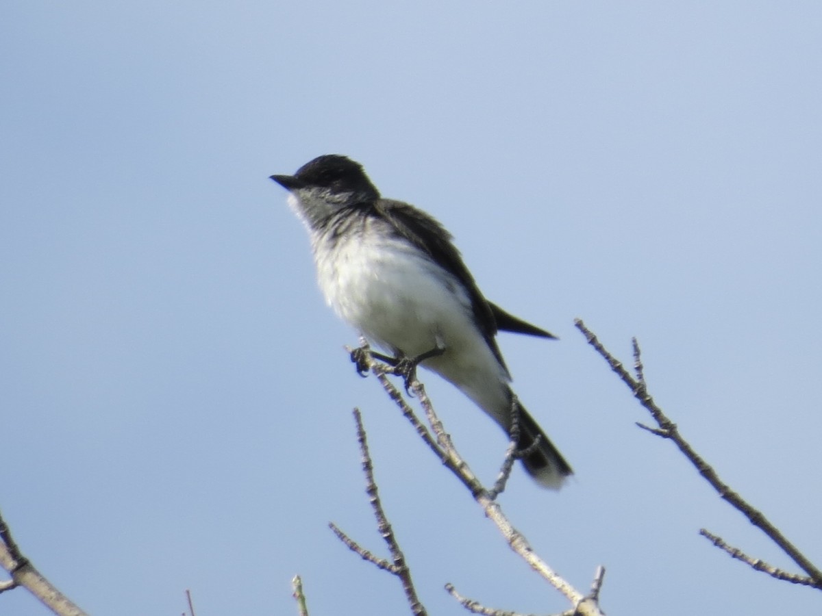 Tirano Oriental - ML645391686