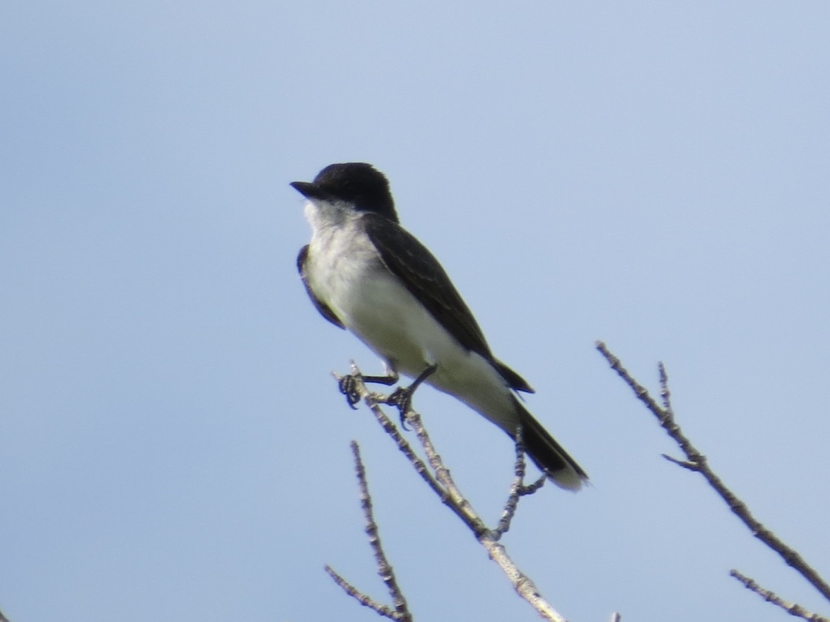 Tirano Oriental - ML645391687