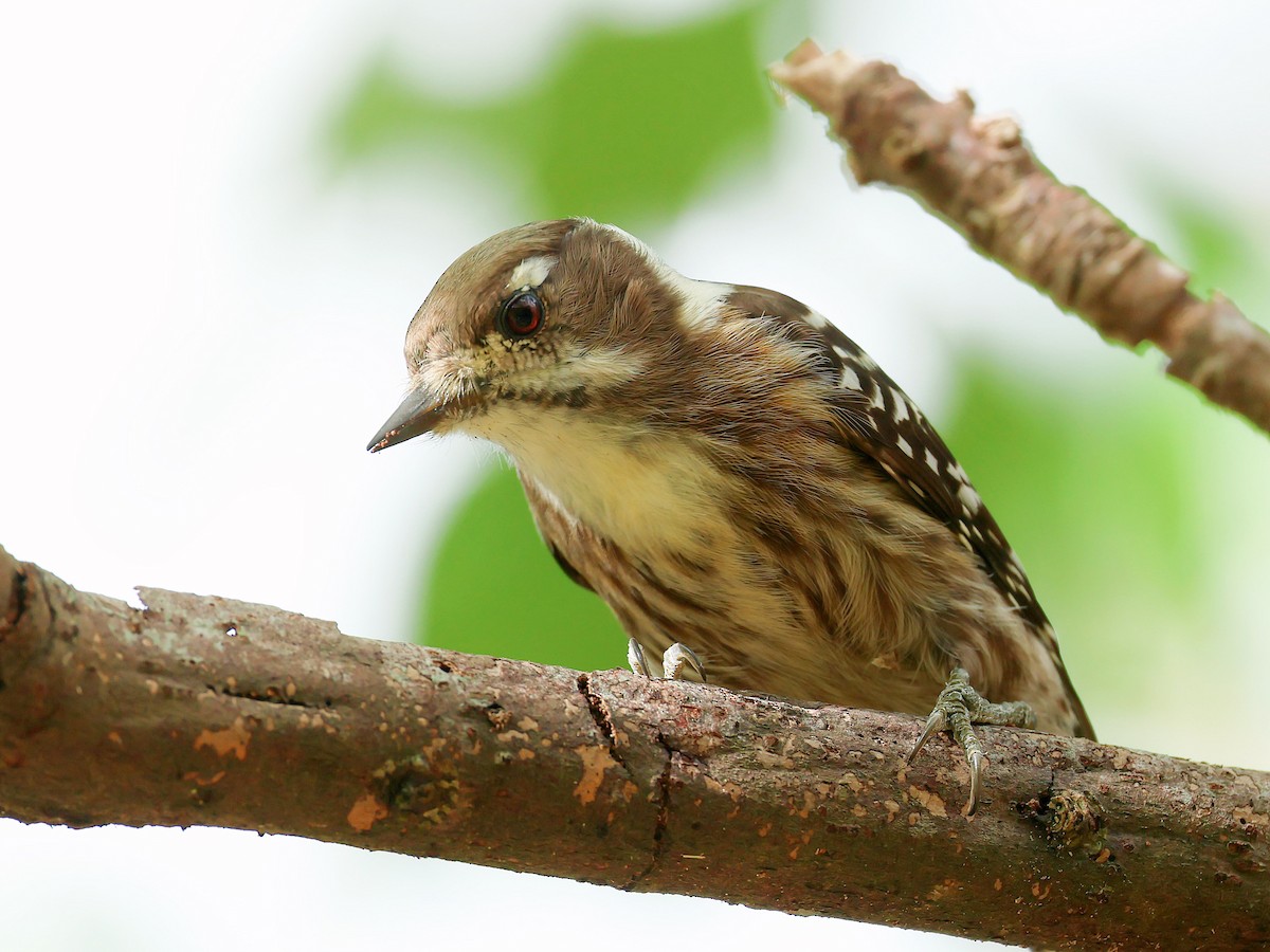 Japanese Pygmy Woodpecker - ML645391708