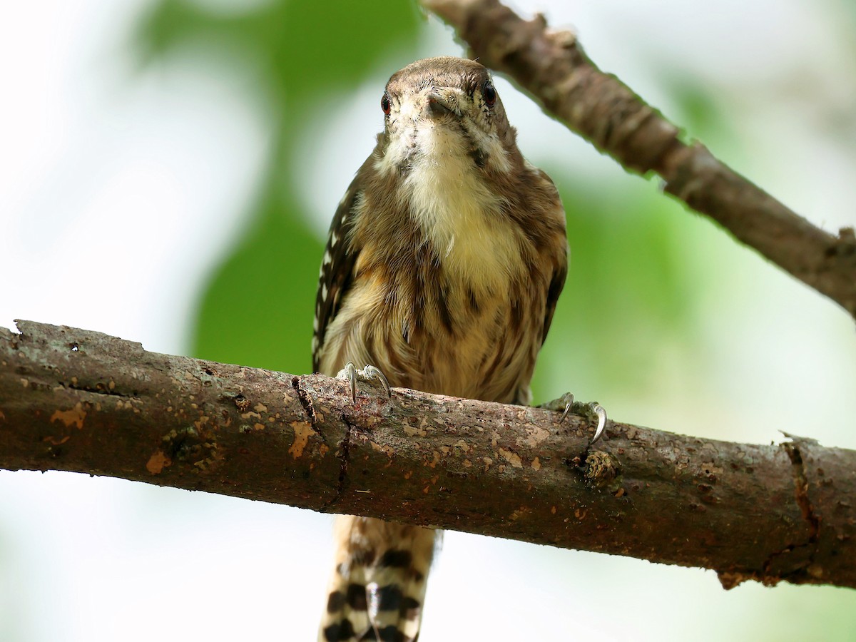 Japanese Pygmy Woodpecker - ML645391709
