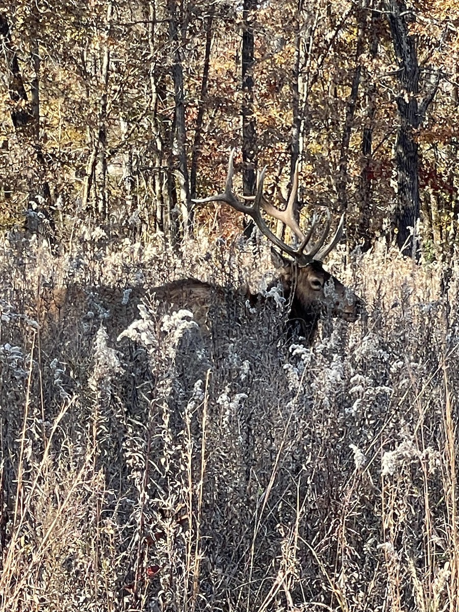 American Elk - ML645391711