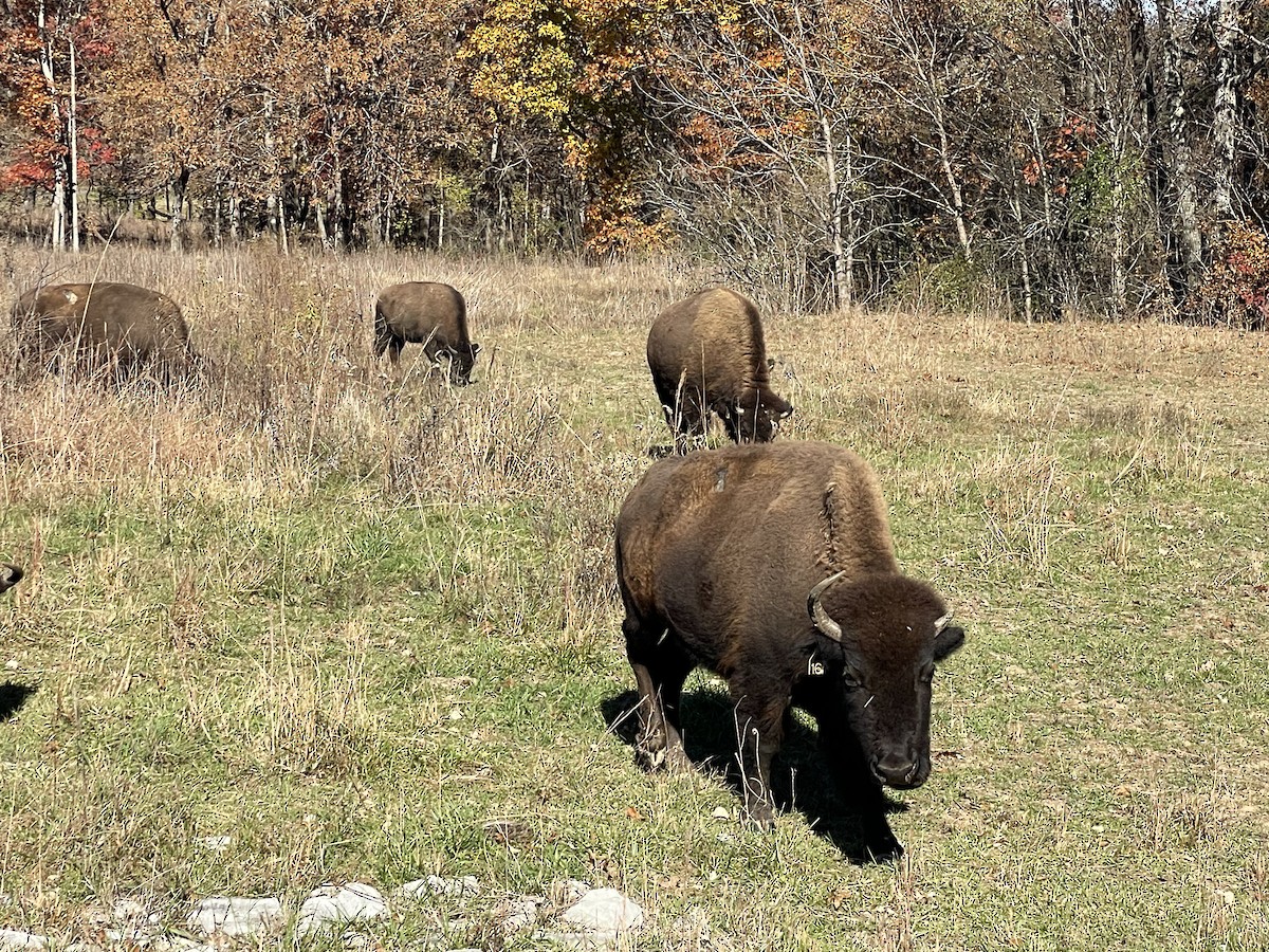 American Bison - ML645391712