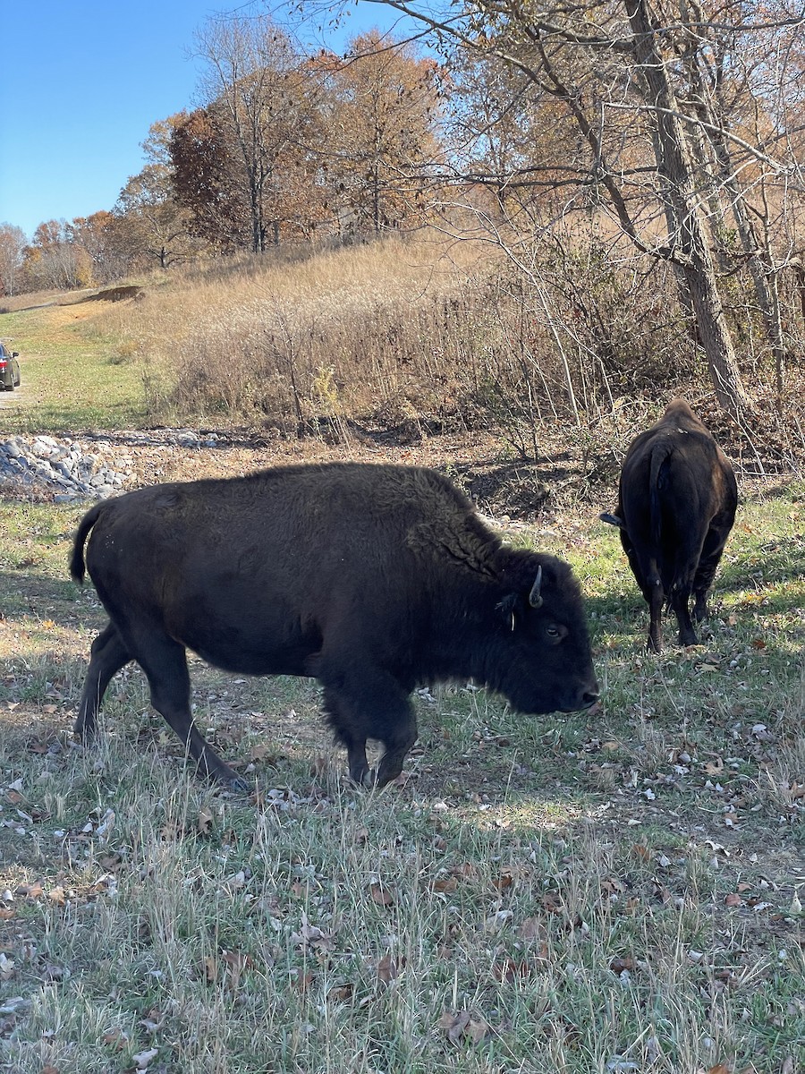 American Bison - ML645391713