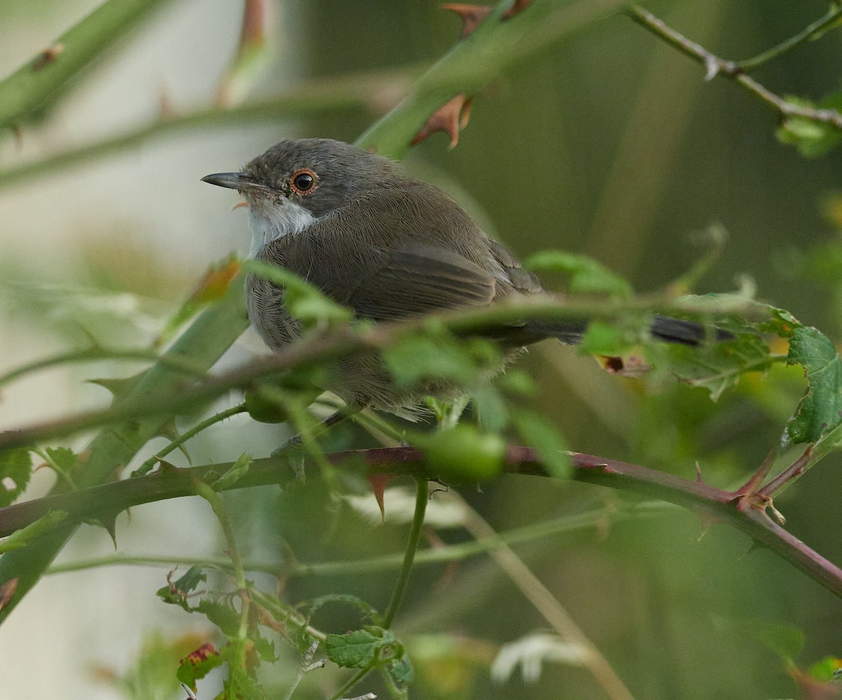 Sardinian Warbler - ML645391714