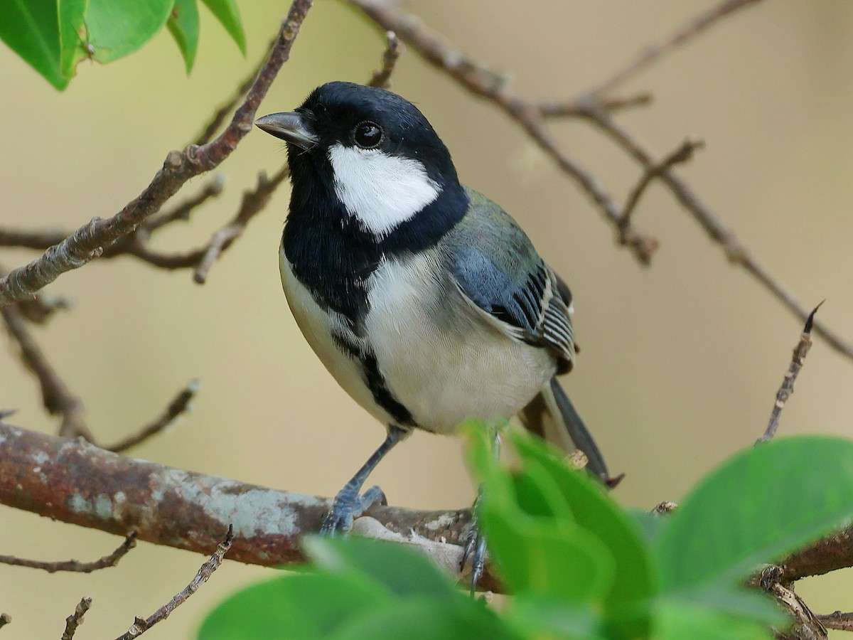 白頰山雀(okinawae) - ML645391717