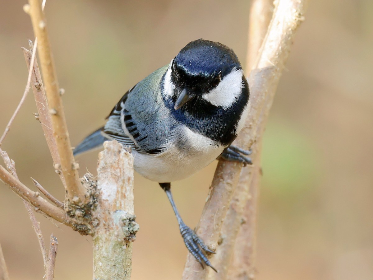 白頰山雀(okinawae) - ML645391718