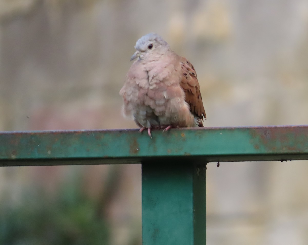 Коричневая земляная горлица - ML645391733