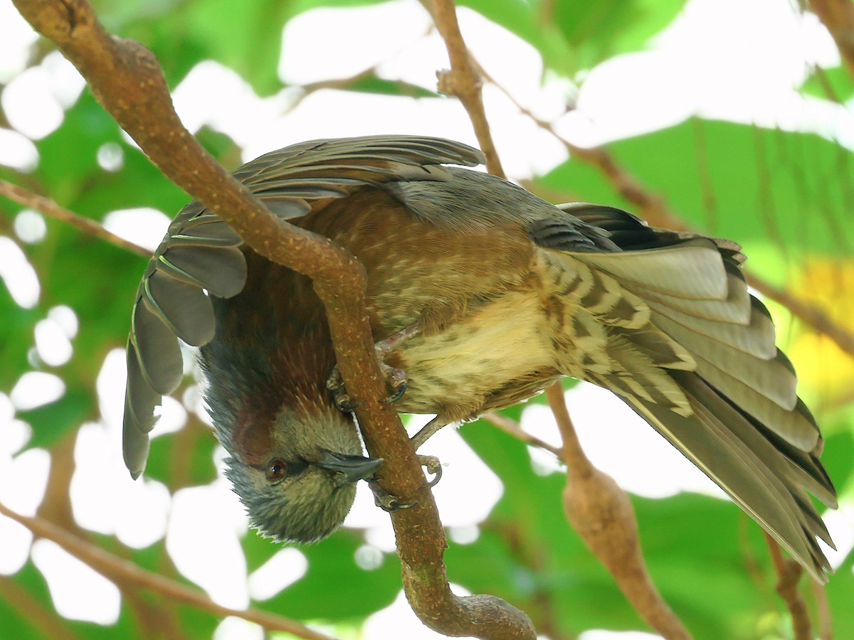 棕耳鵯 - ML645391734