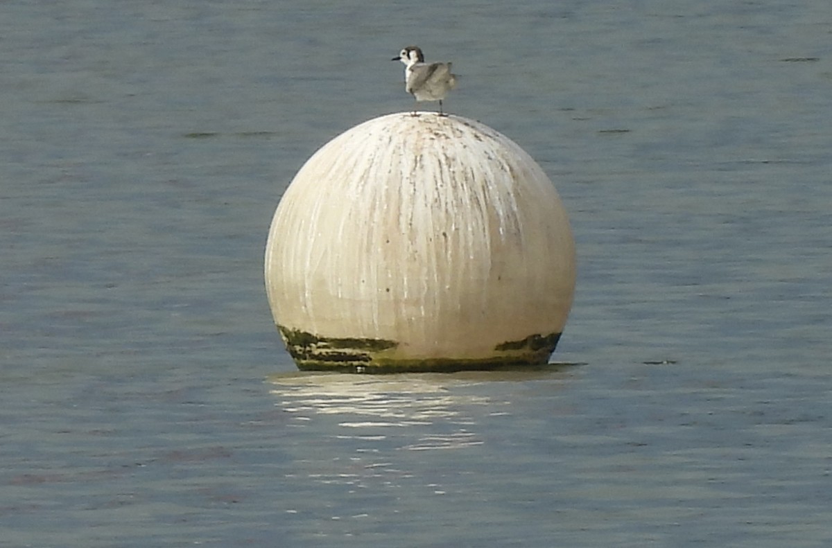 White-winged Tern - ML645391737