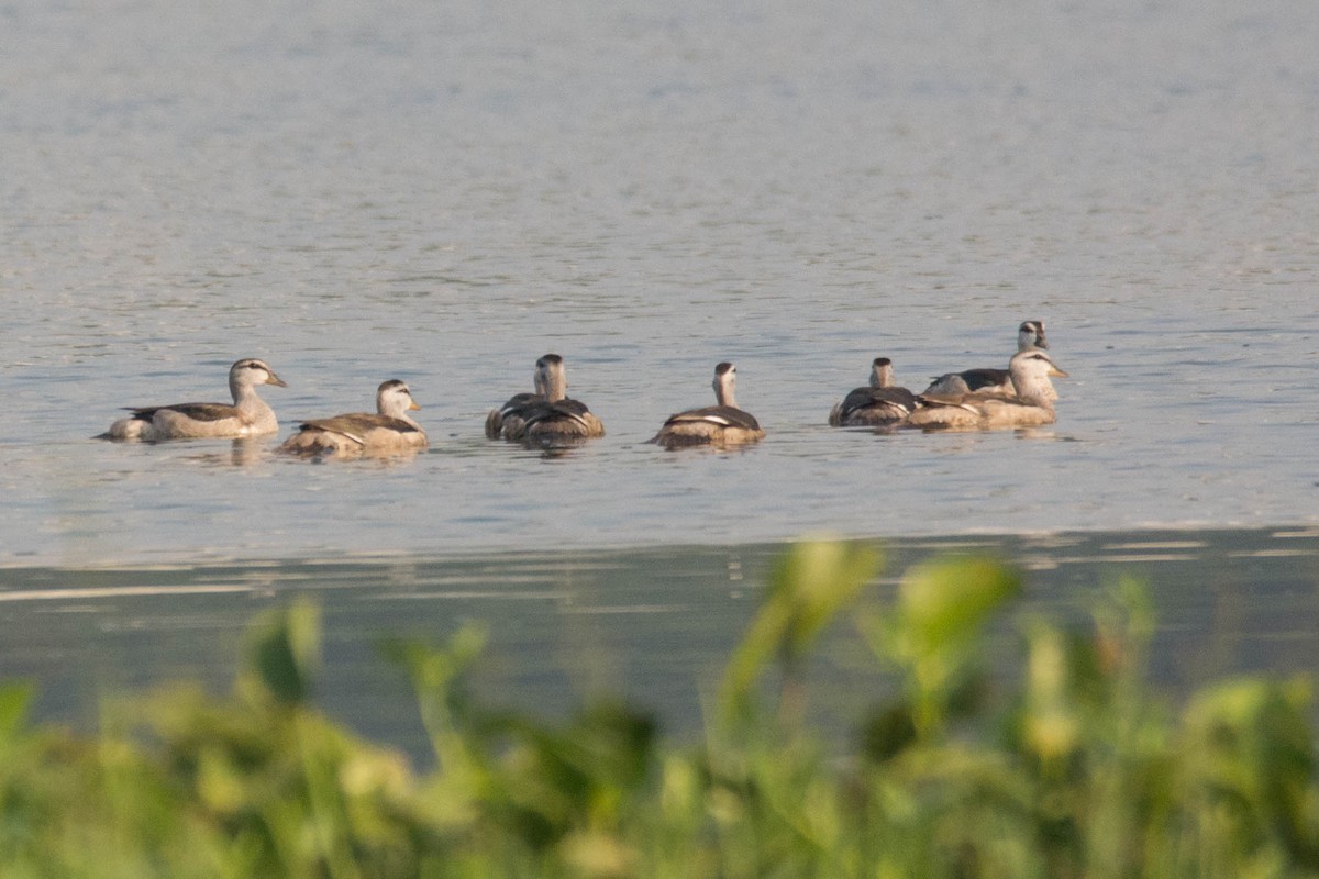 Coromandelgo antzaratxoa - ML645391738