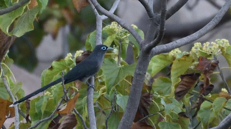 Blue-faced Malkoha - ML645391739