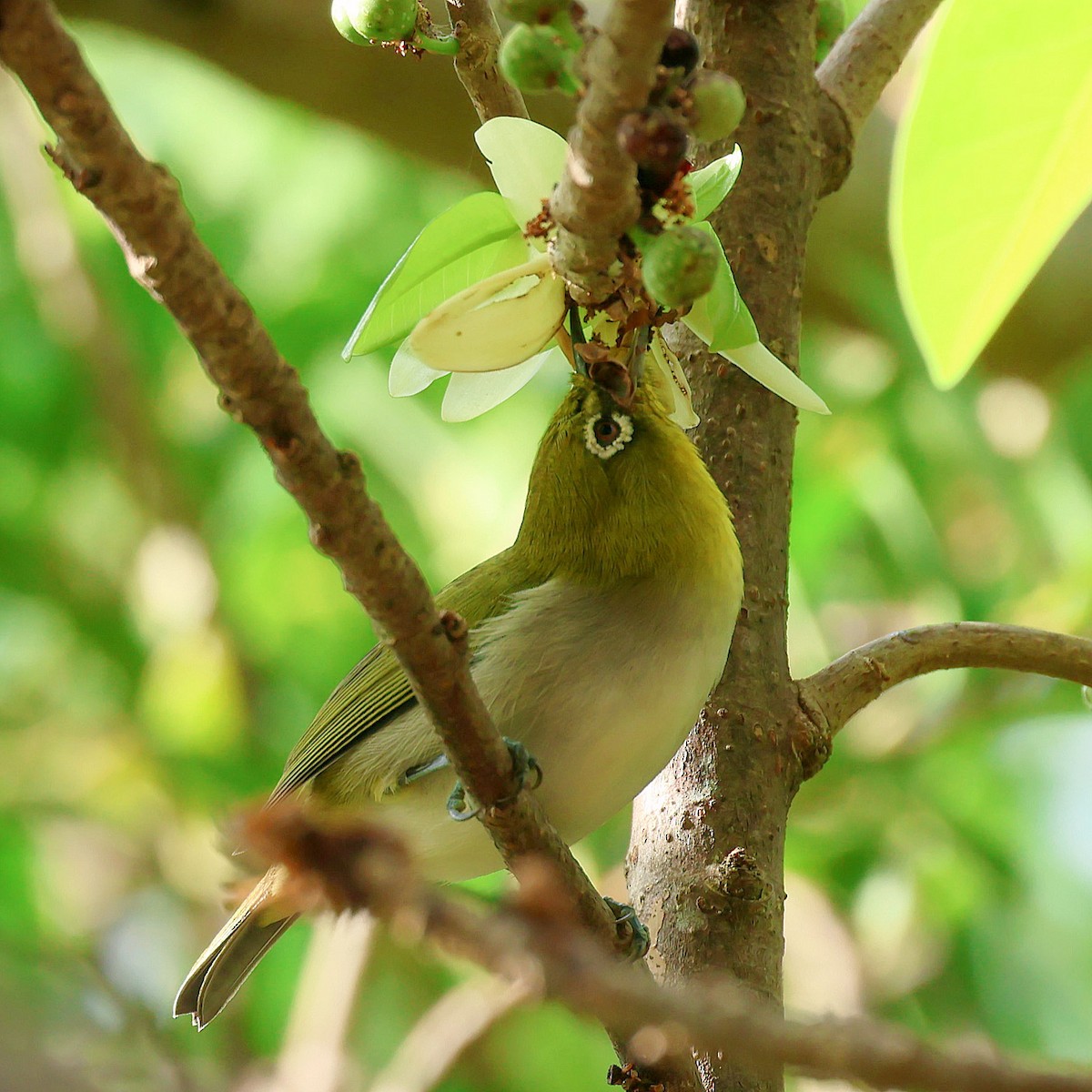 日菲繡眼 - ML645391753