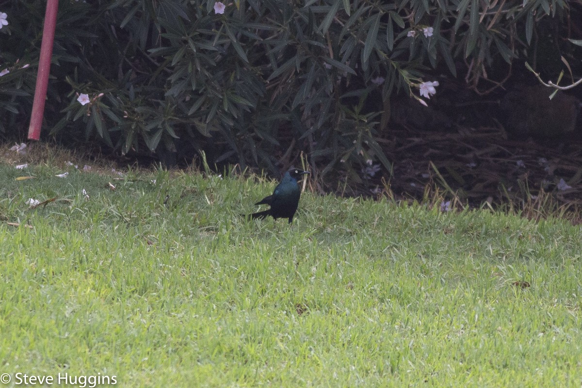 leskoptev dlouhoocasá - ML645391757