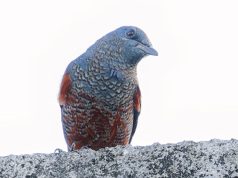 藍磯鶇 - ML645391758