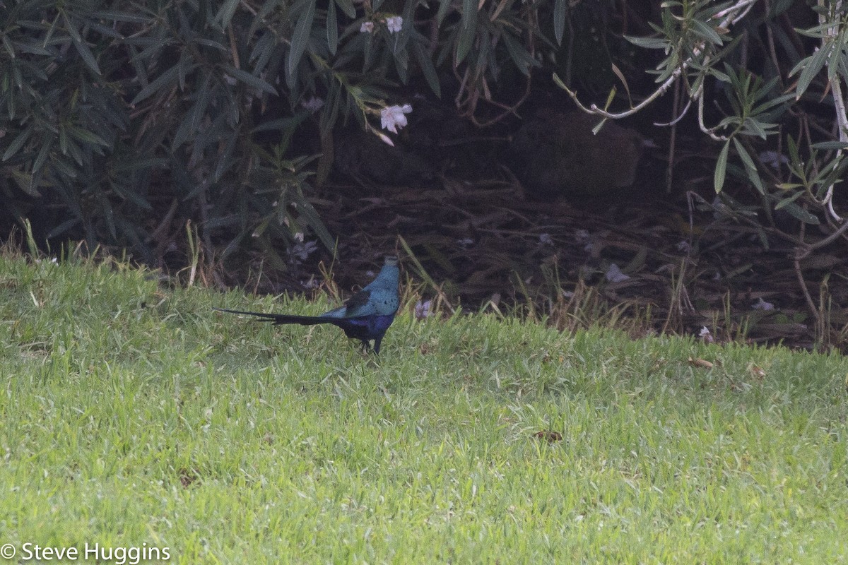 leskoptev dlouhoocasá - ML645391760