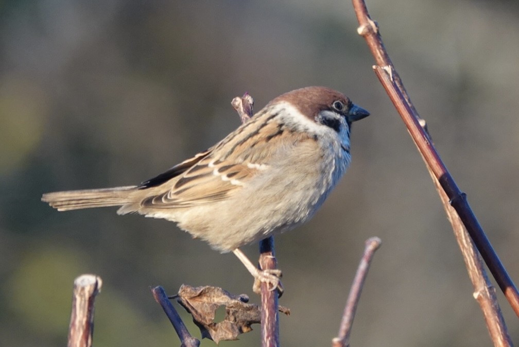 Ağaç Serçesi - ML645391776